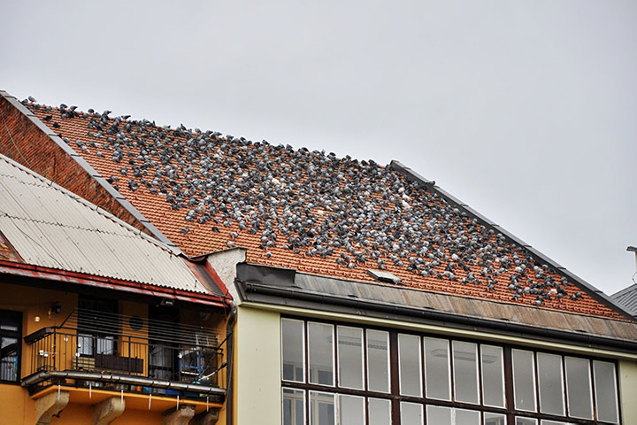 A2B Pest Control are able to install spikes to deter birds from roofs in Edgware. 