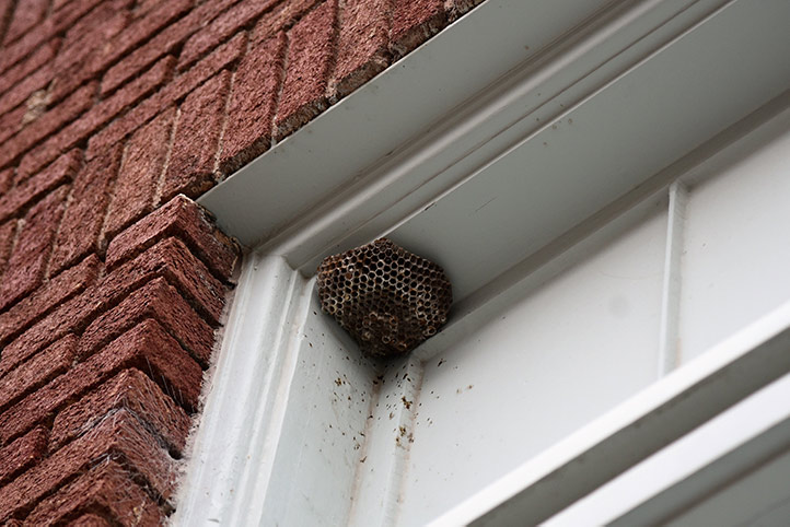 We provide a wasp nest removal service for domestic and commercial properties in Edgware.